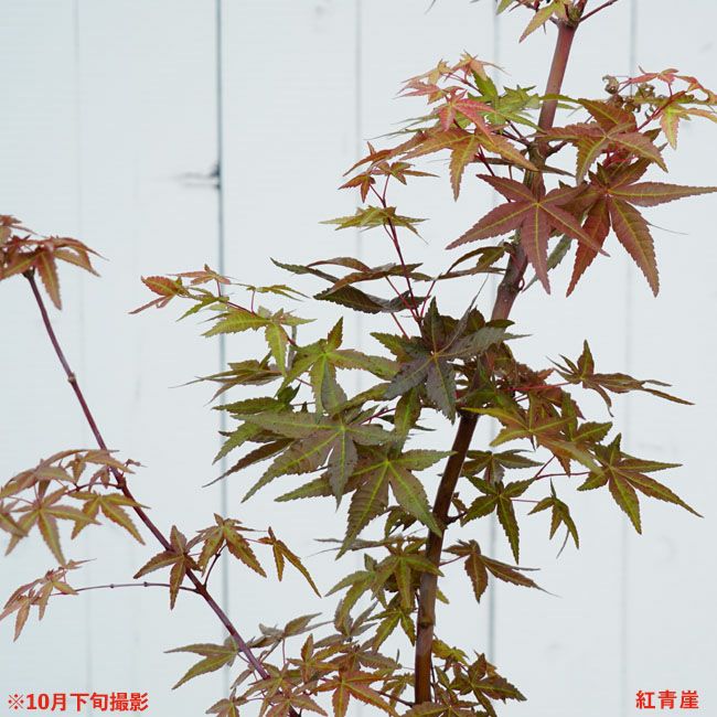 000000085683-06-l.jpg?t=