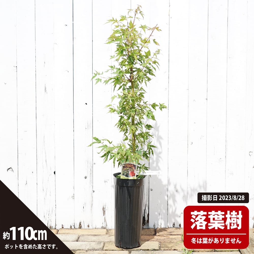 カエデ・もみじ イロハモミジ系 日笠山の販売 苗木部 By 花ひろば  