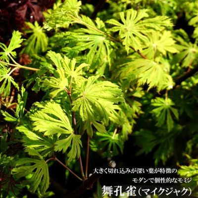 晶様確認用 強芳香の薔薇 オールドローズ バリエガータディボローニャ