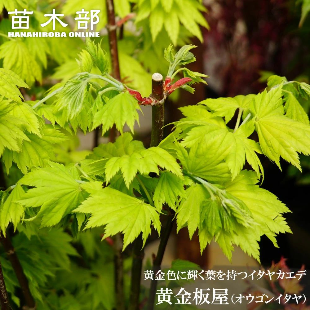 000000085691-01-m.jpg?t=