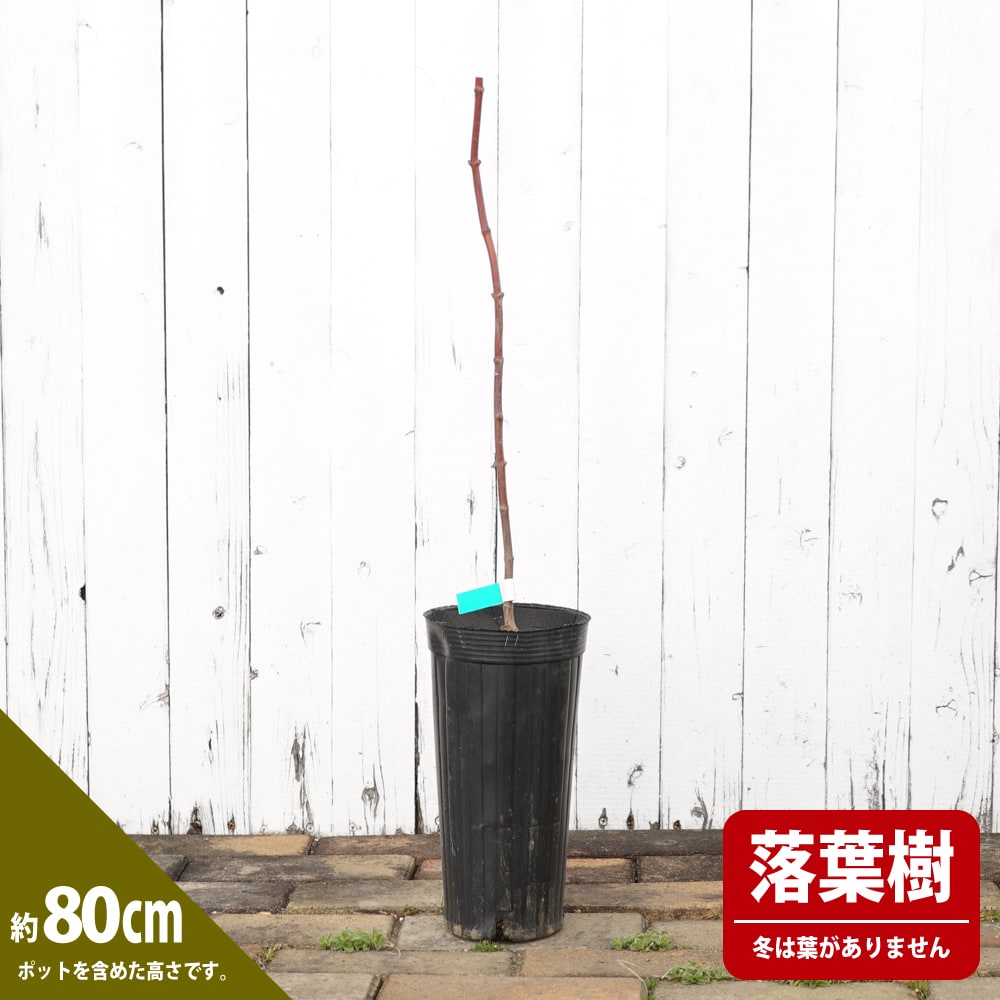 カエデ・もみじ 黄金板屋（オウゴンイタヤ） 苗 通販 苗木部 By 花