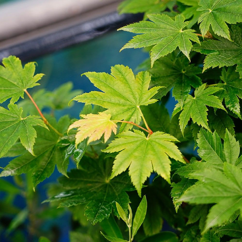 カエデ・もみじ 青板屋 ハイチワカエデ系の通販 苗木部 By 花ひろば