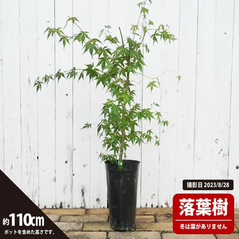 緑と黄色の葉の盆栽 四角い鉢カエデ 株も太く曲がりも綺麗な1品です 緑と黄色の葉の盆栽 四角い鉢カエデ 盆栽