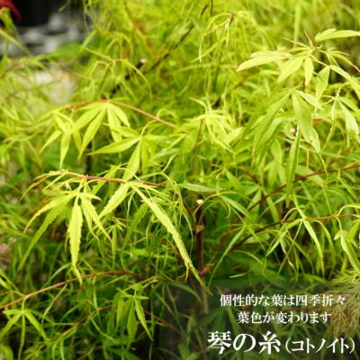 モミジです。 もみじ「七変化」 | もみじの独り言