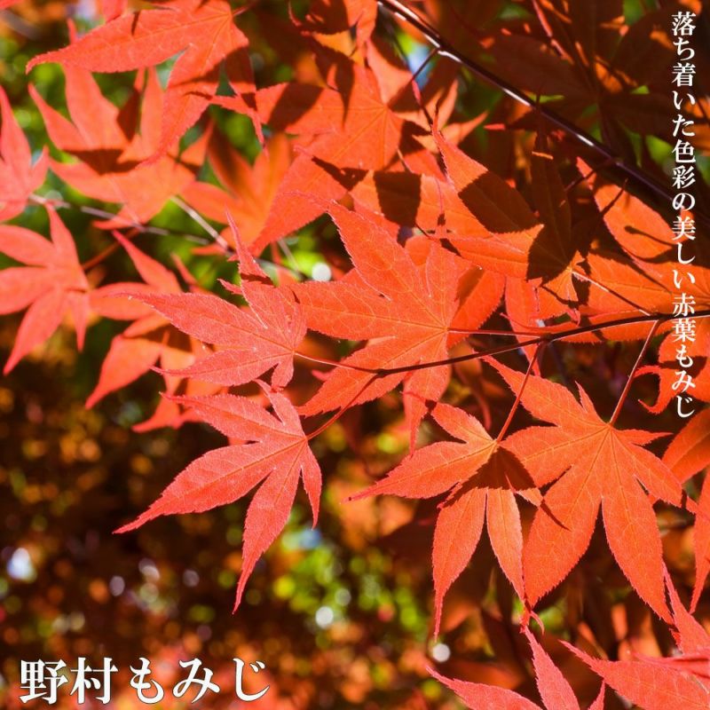 紅葉「い・ろ・は」 大切な想い出。秋 - 写真