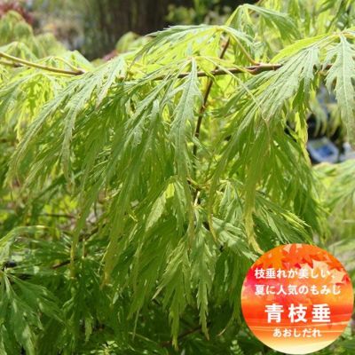 青枝垂れ紅葉 /66 （現品》青枝垂れ紅葉（アオシダレモミジ