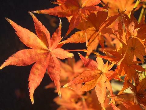 紅葉(モミジ)鴫立沢（シギタツサワ）【現品発送】管理70553 紅葉(モミジ)鴫立沢（シギタツサワ）【現品発送】管理60245