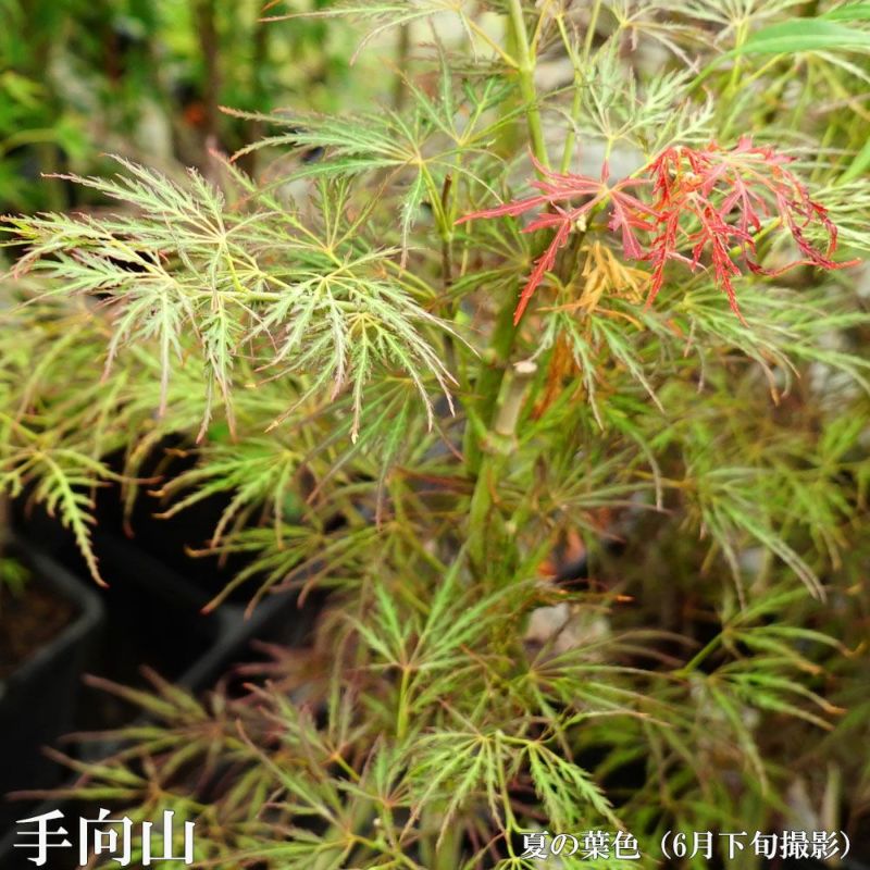 カエデ・もみじ ヤマモミジ系 手向山の通販 苗木部 By 花ひろばオンライン