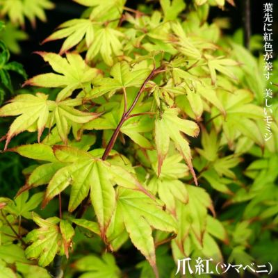 カエデ・もみじ イロハモミジ系 イロハモミジ 苗 おすすめ 苗木部 カエデ・もみじ イロハモミジ系 イロハモミジ 苗 おすすめ 苗木部