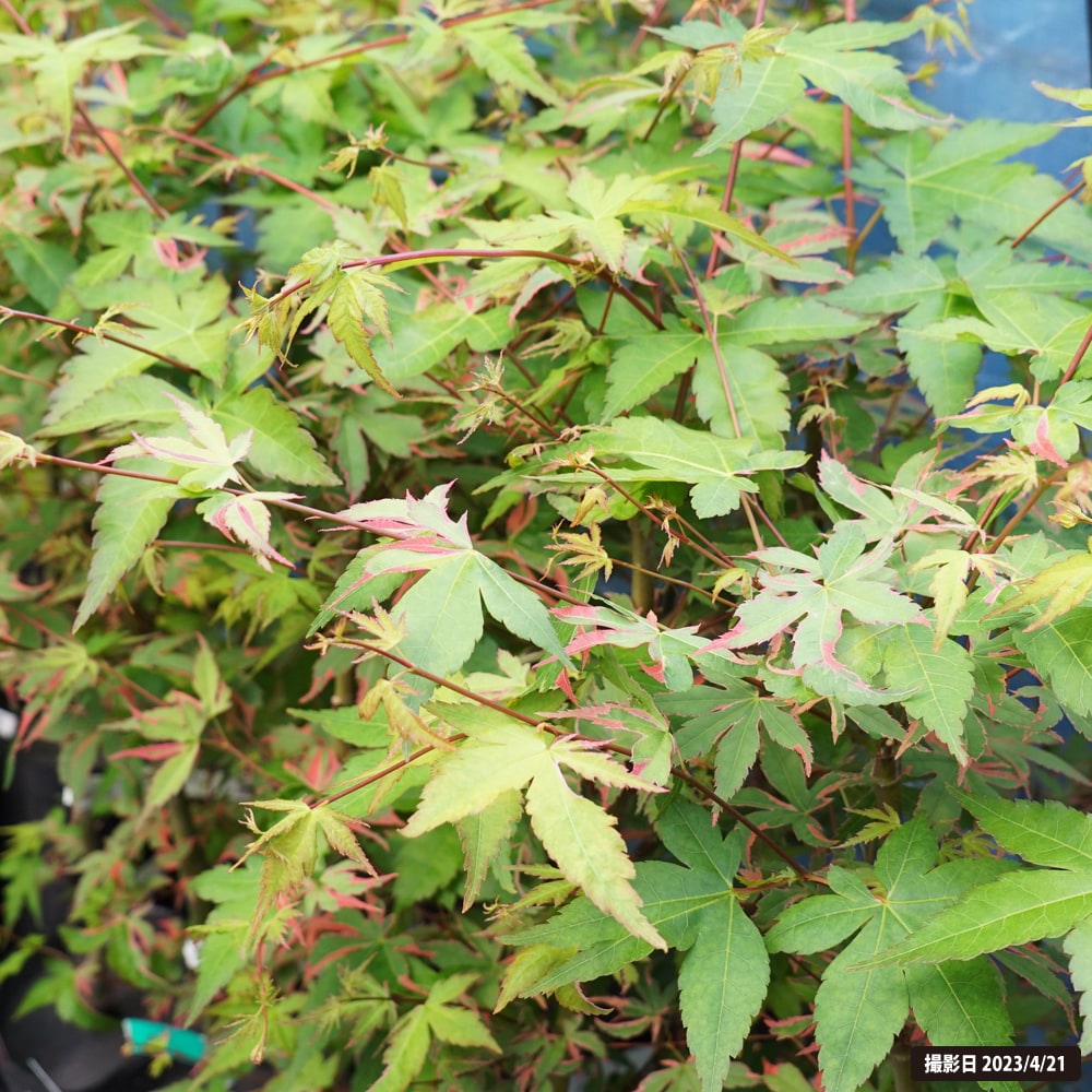 カエデ・もみじ イロハモミジ系 限り錦の通販 苗木部 By 花ひろば