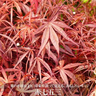 モミジです。 カエデ・もみじ カエデ（実生）の植え方 苗木部 By 花ひろば