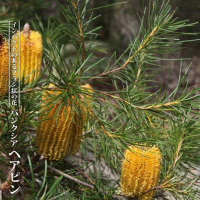 ヘアピンバンクシアとコーストバンクシア 5号鉢高さ70〜110