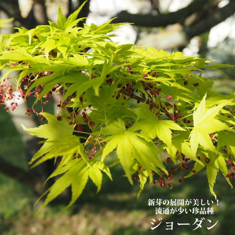 もみじコレクション6 ジョーダン 接木苗 6号鉢 5年物 全長100cm もみじ