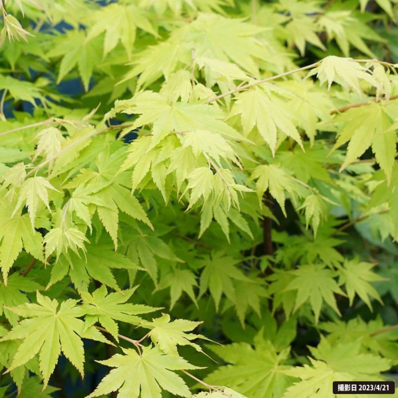 000000085840-02-l.jpg?t=