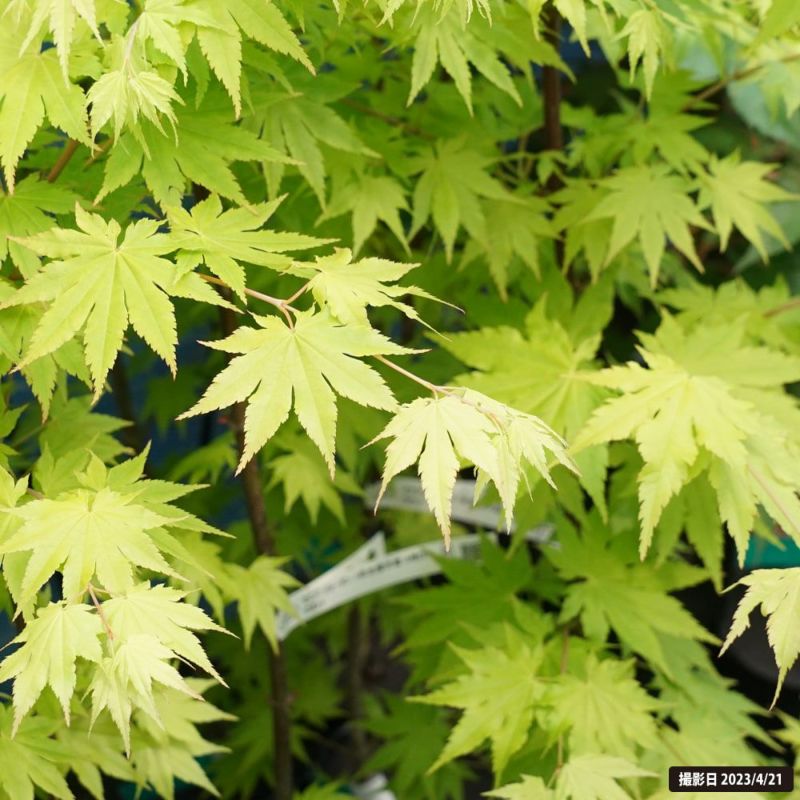 もみじコレクション6 ジョーダン 接木苗 6号鉢 5年物 全長100cm もみじコレクション6 ジョーダン 接木苗 6号鉢 5年物 全長100cm