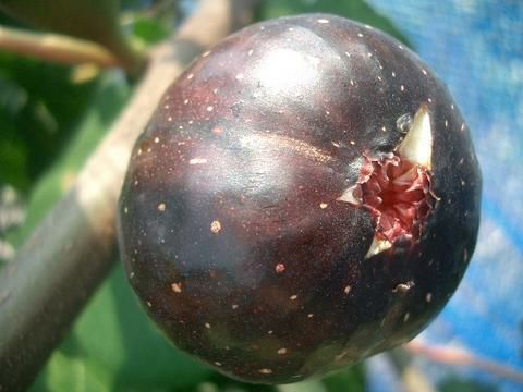 超爆安 ヌアールK 夏果専用種 イチジク 苗 花ひろば By 苗木部 植え時期 果樹