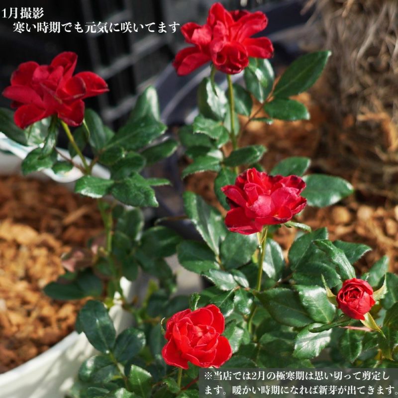 バラ ゼプティ Mini ミニバラ 苗 通販 苗木部 By 花ひろばオンライン バラ ゼプティ Mini ミニバラ 苗 通販 苗木部 By 花ひろばオンライン
