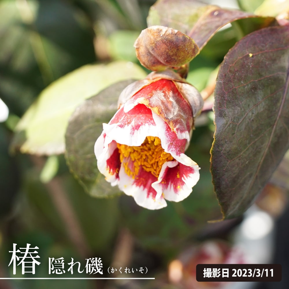 金魚椿黄牡丹隠れ磯 金魚椿黄牡丹隠れ磯