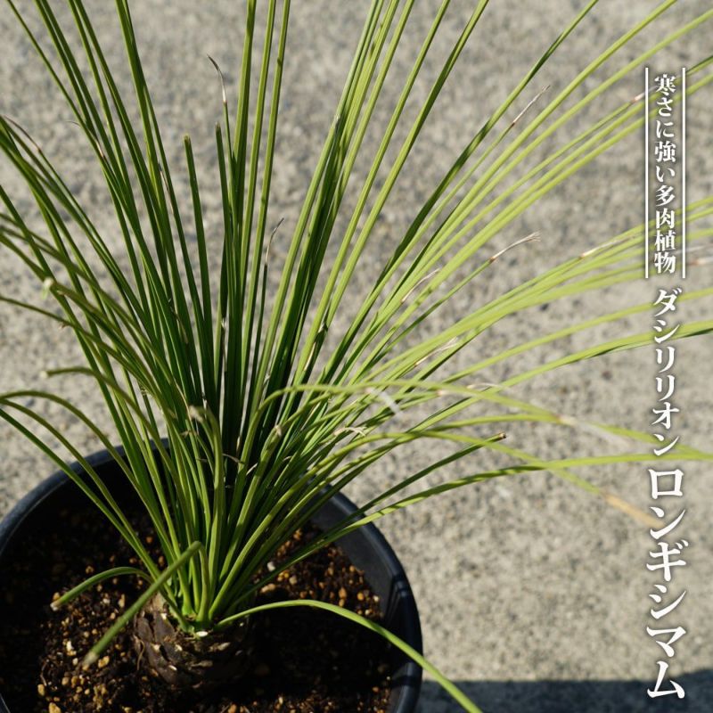 ダシリリオン ロンギシマム10苗 - 観葉植物