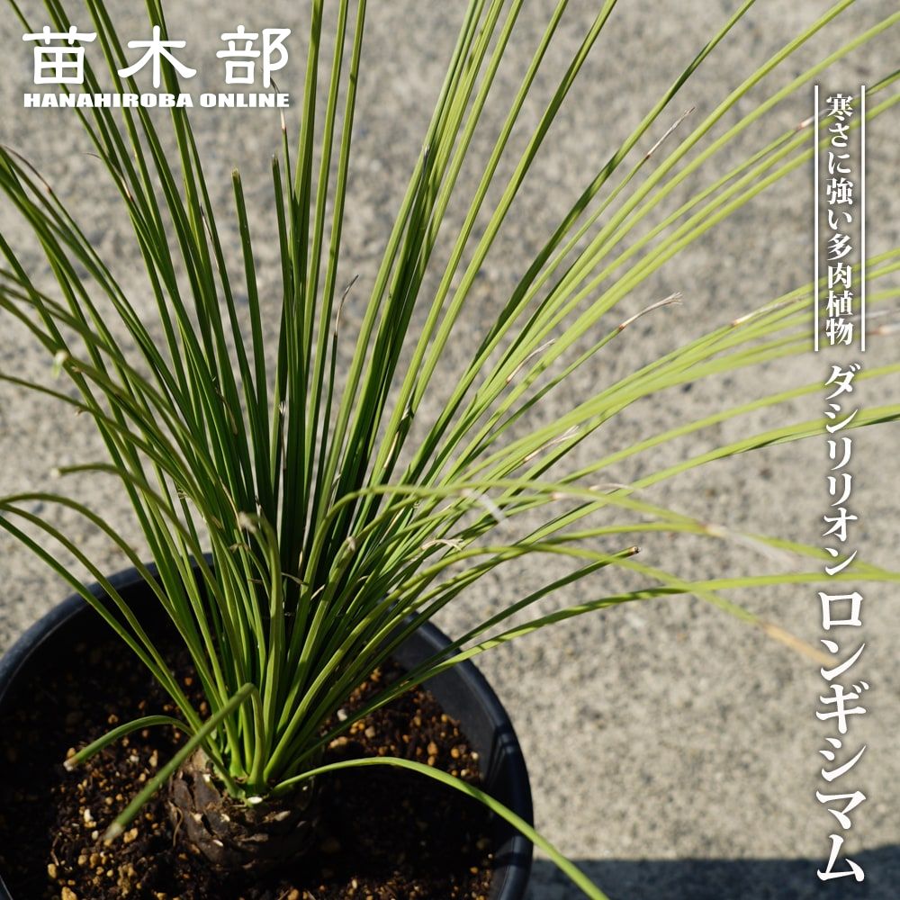 000000087871-01-l.jpg?t=  