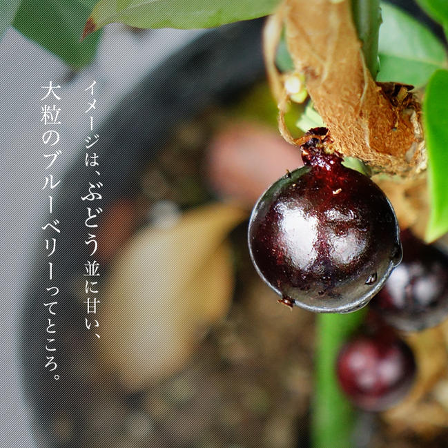 000000088192-01-l.jpg?t=  