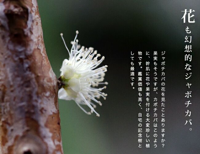 ②ジャボチカバ大葉四季なり接木4年生「花芽つき」 （ジャボチカバの 