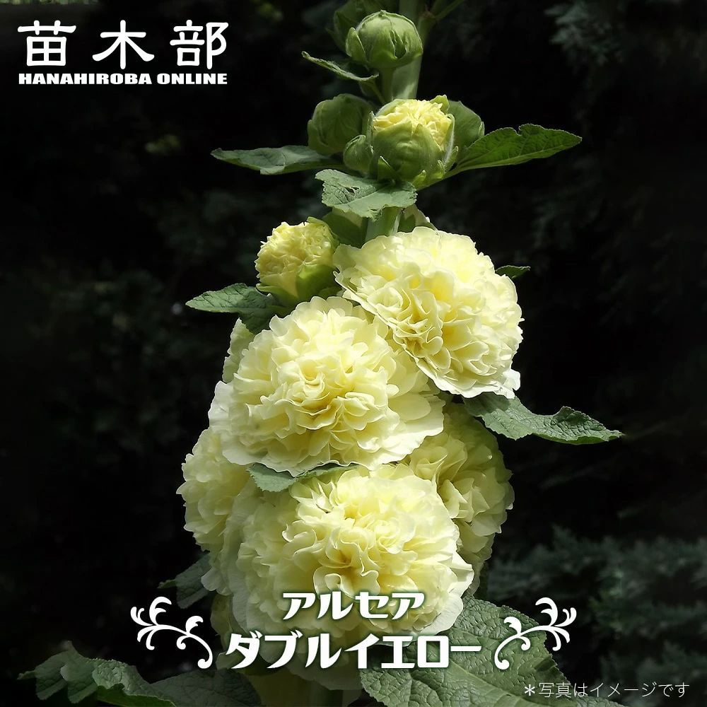 スルコレブチアsp イエロー花♬カキコ2つ スルコレブチアsp イエロー花♬カキコ2つ