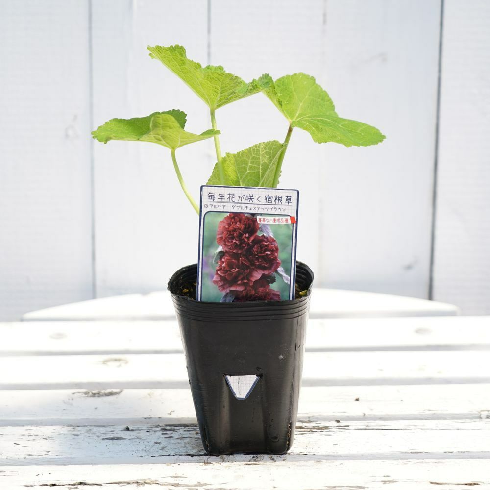 プヤ　アルペストリス　マルチヘッド　抜き苗 プヤ アルペストリス マルチヘッド 抜き苗 プヤ アルペストリス マルチ