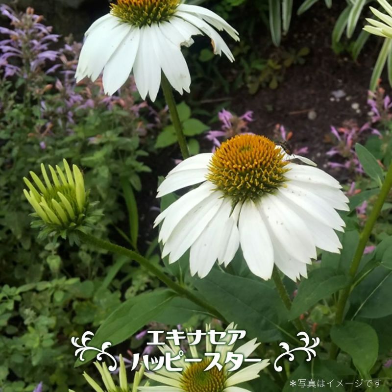 000000088703-01-l.jpg?t=