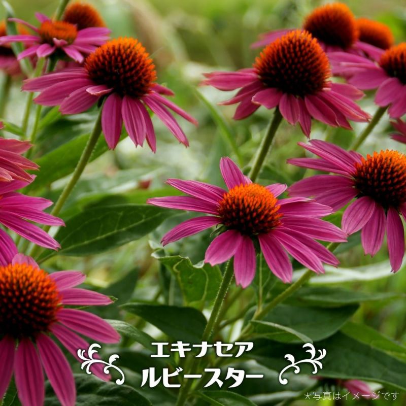 エキナセア ルビースターの通販 苗木部 By 花ひろばオンライン