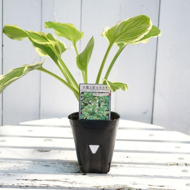 000000088729-01-l.jpg?t=