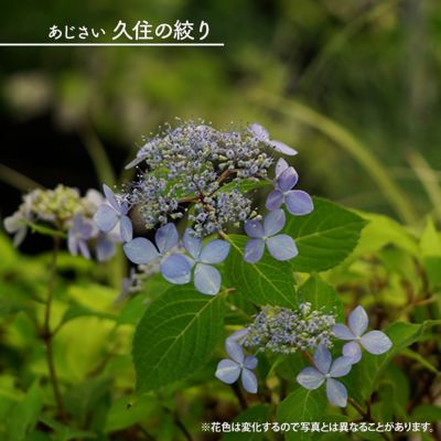 アジサイ ハイドランジア ブルーサンセット 苗 販売 苗木部 By