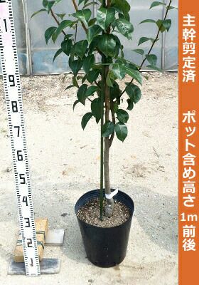 ブドウ 欧米雑種3倍体 ナガノパープル 苗 通販 苗木部 By 花