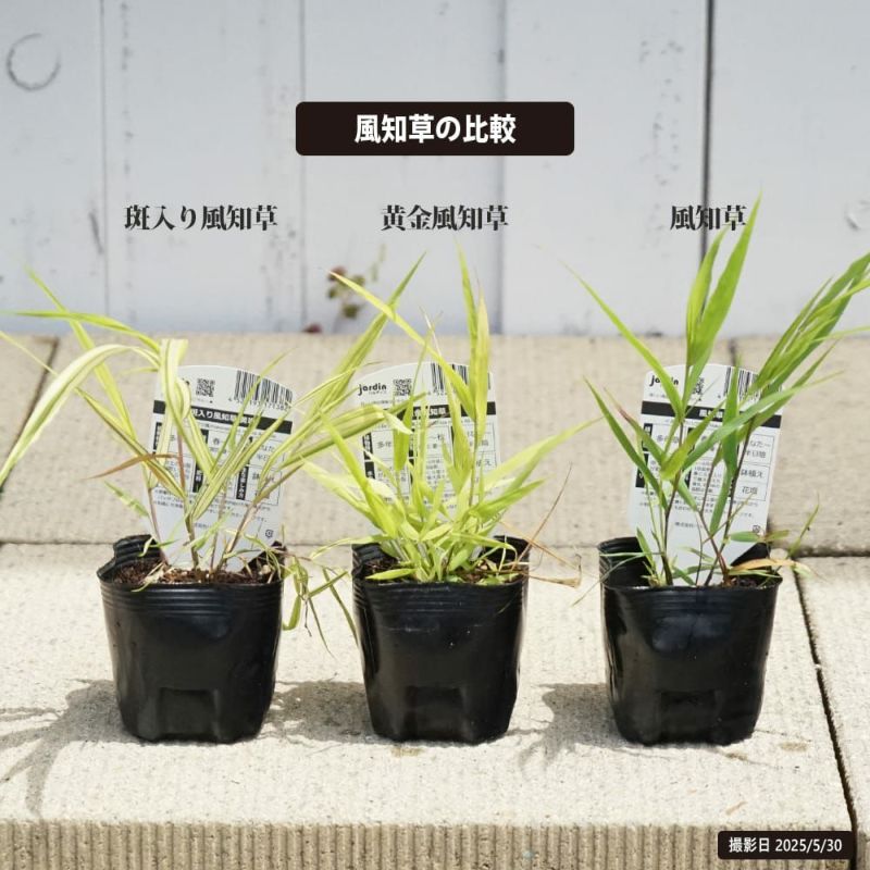 特大良品風知草❗フウチソウ36号鉢1鉢 特大良品風知草❗フウチソウ36号鉢1鉢 特大良品風知草❗フウチソウ36