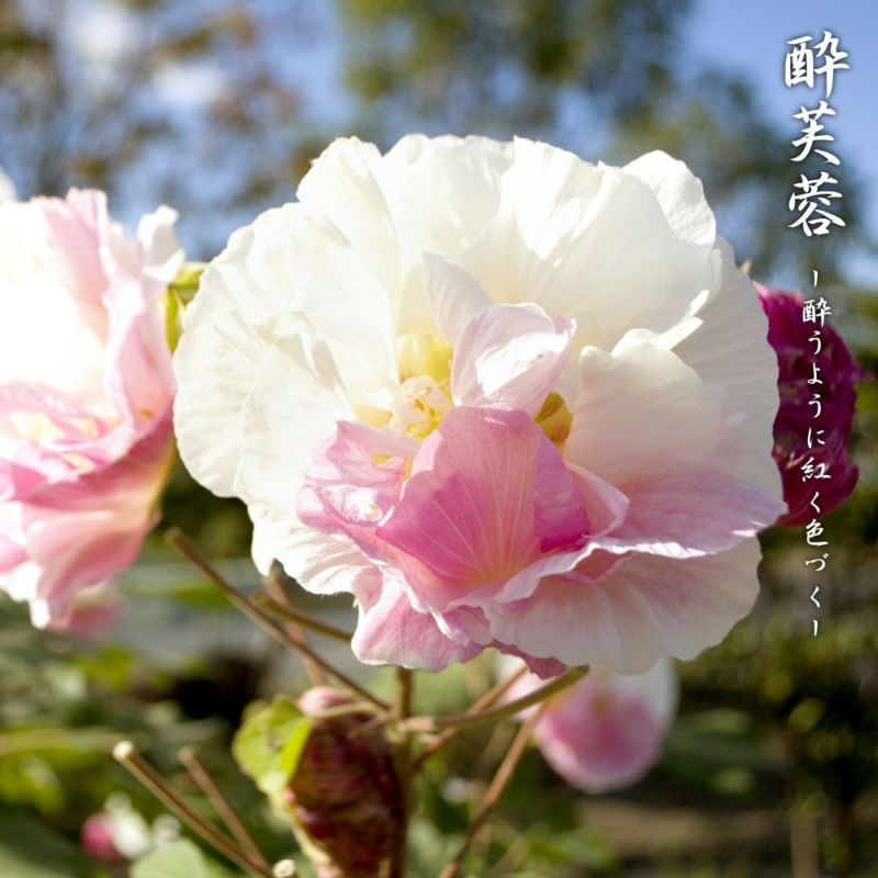 酔芙蓉 挿し木用の枝 - 花