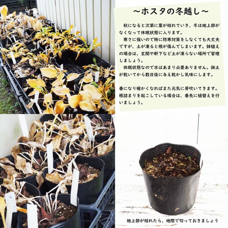 ギボウシ ホスタ ポットごと 6種類セット コンパクトボックス