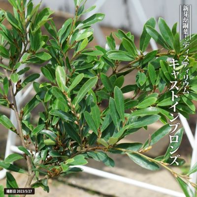 アカシア ポートリンカーンワトル 苗 販売 苗木部 By 花ひろばオンライン