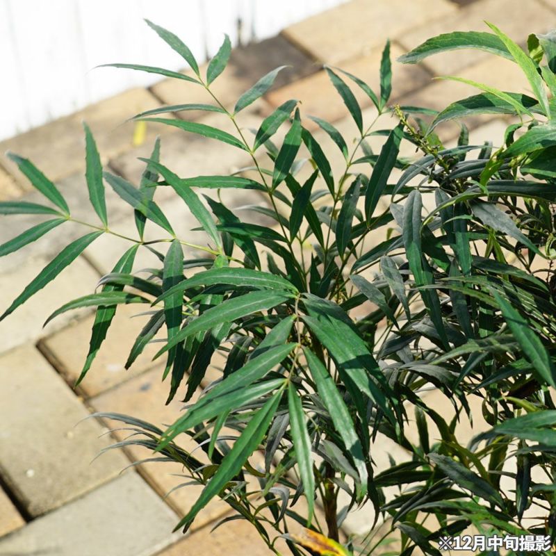 000000090186-02-l.jpg?t=