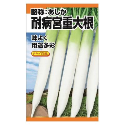 大根 耐病総太り大根の販売 苗木部 By 花ひろばオンライン