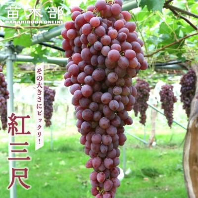 ぶどう大理石ベネチアにて購入長さ19cm ③