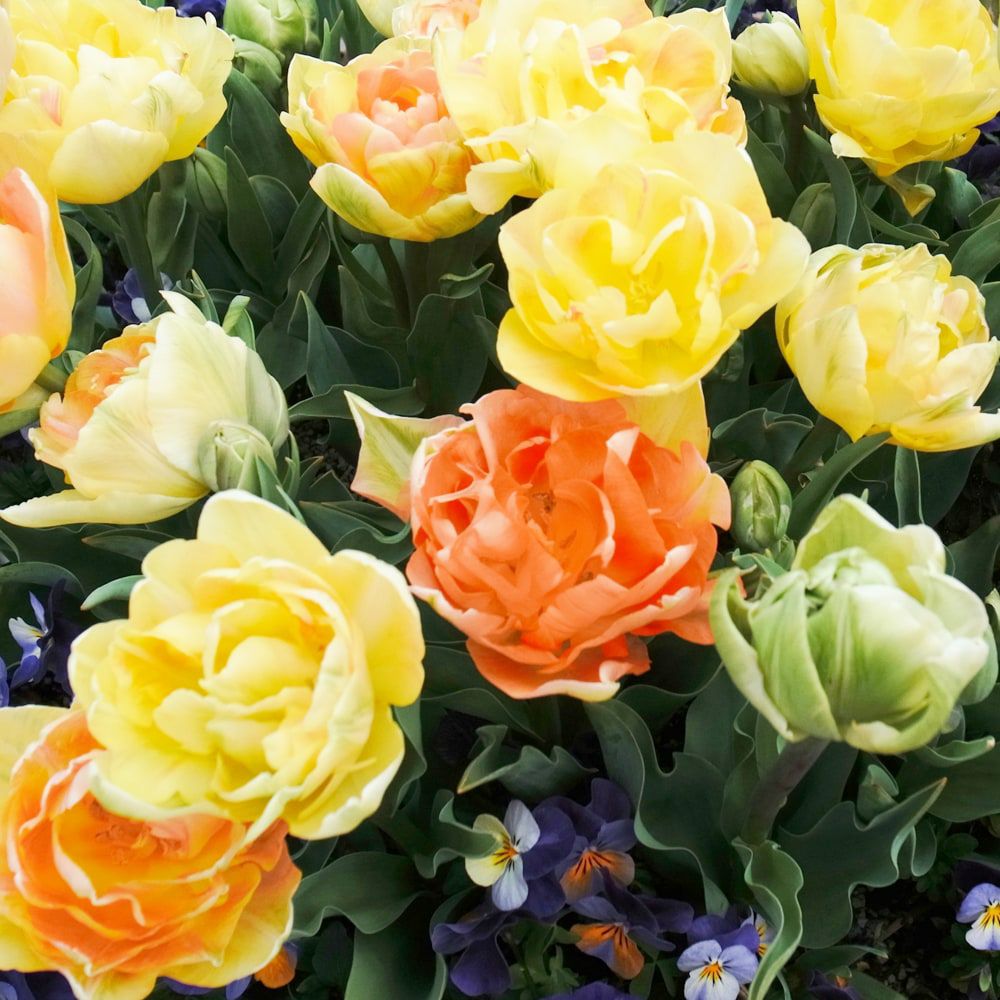 チューリップ 八重咲き：チャーミングビューティー（アプリコット