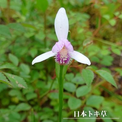 日本トキソウ【3.5号ポット】10点 楽天市場】日本トキソウ 白花 3.5号 : 千草園芸