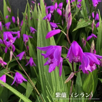 サギソウ 青葉の販売 苗木部 By 花ひろばオンライン サギソウ 青葉の販売 苗木部 By 花ひろばオンライン