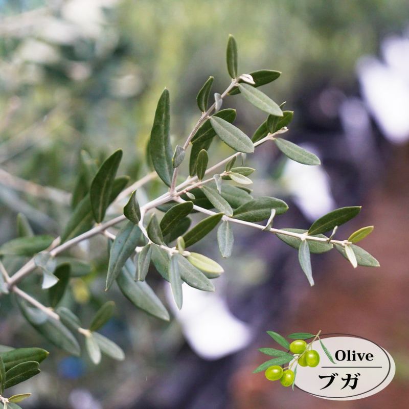 000000090959-01-l.jpg?t=