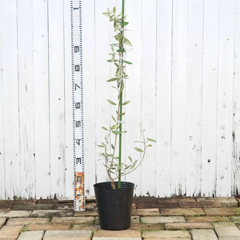 000000090959-03-l.jpg?t=