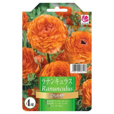 ウルトラあおむし　ラナンキュラス　球根 ウルトラあおむし ラナンキュラス 球根 球根】ラナンキュラス 選べる