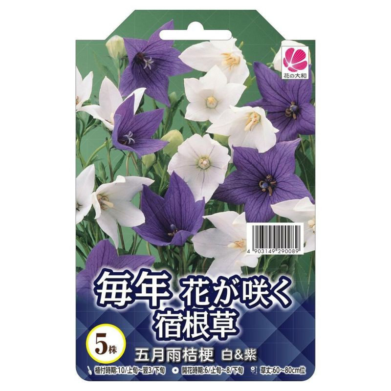 桔梗 桔梗，桔梗花-富士蓝;风铃草- – Garden Seeds Market | 免费送货