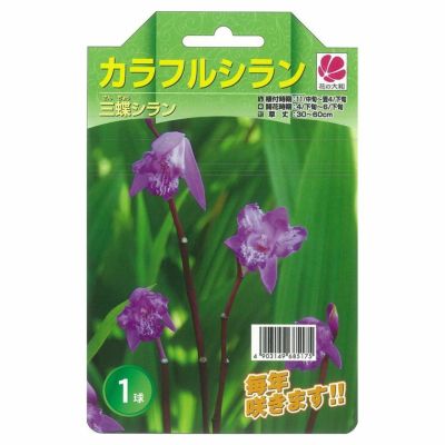 チューリップ 球根 ピンクダイヤモンド 絵袋3球入りpink diamond