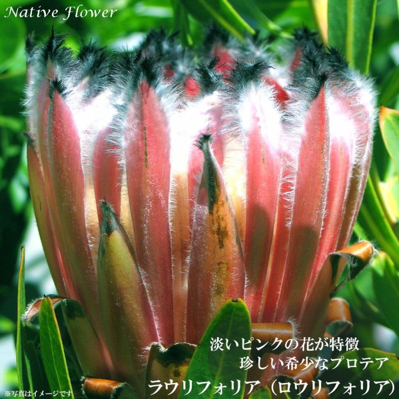 プロテア ☆ラウリフォリア☆ 6号 オージープランツ 苗 観葉植物② - 植物/観葉植物