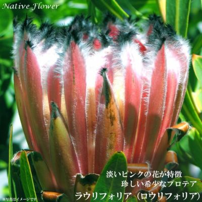 プロテアネリーフォリア 鉢植え ワイルドフラワー 苗 ネイティブプランツ-